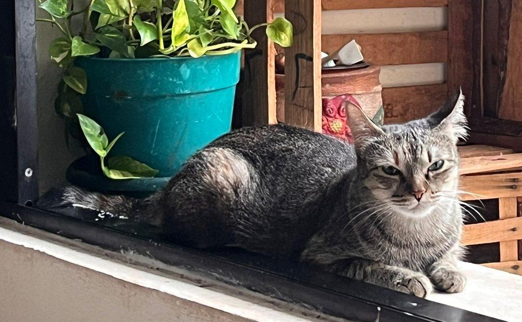 Mascota feliz en Pekcioso - Grooming y ba&ntilde;os en Playa del Carmen